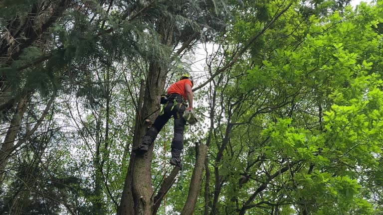 Best Root Management and Removal  in Sandy Hook, CT